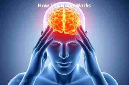 How The Brain Works