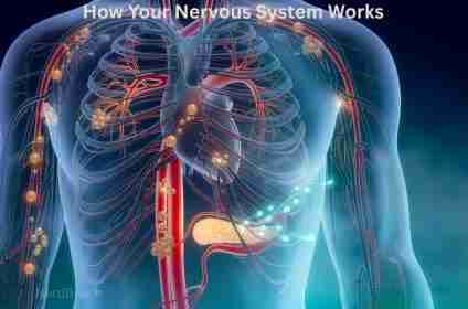 How Your Nervous System Works